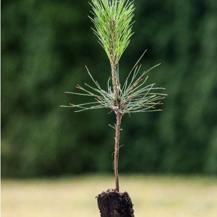 Foto Pinus jeffreyi (Borovice Jeffreyova)