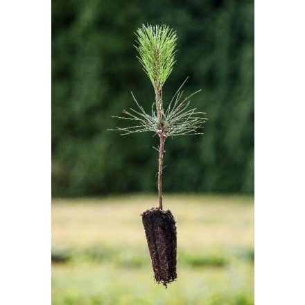 Miniatura - Pinus jeffreyi (Borovice Jeffreyova) - Quick Pot