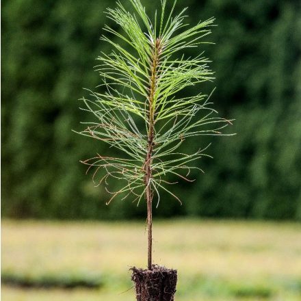 Foto Pinus ponderosa (Borovice těžká)