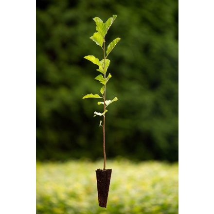Miniatura - Alnus glutinosa (Olše lepkavá) - QuickPot (QP)