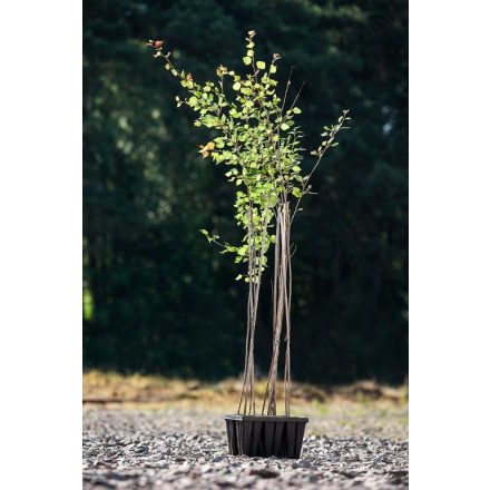 Miniatura - Populus tremula (Topol osika) - Quick Pot 1,6 l