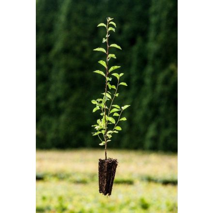 Miniatura - Prunus spinosa (Trnka obecná) - QuickPot (QP)