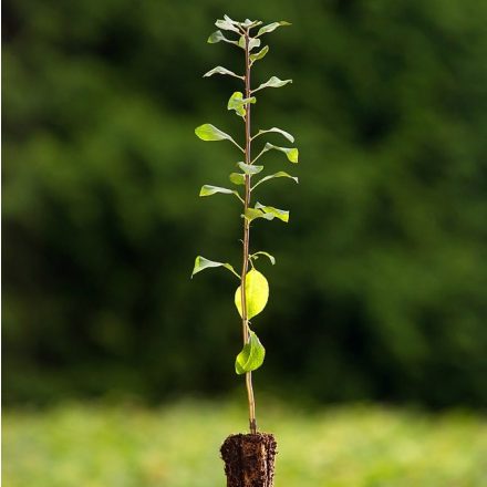 Foto Pyrus pyraster (Hrušeň polnička)