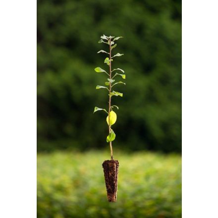 Miniatura - Pyrus pyraster (Hrušeň obecná) - QuickPot (QP)