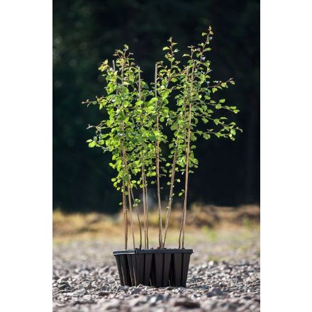 Miniatura - Pyrus pyraster (Hrušeň obecná) - Quick Pot 1,6 l (BM)