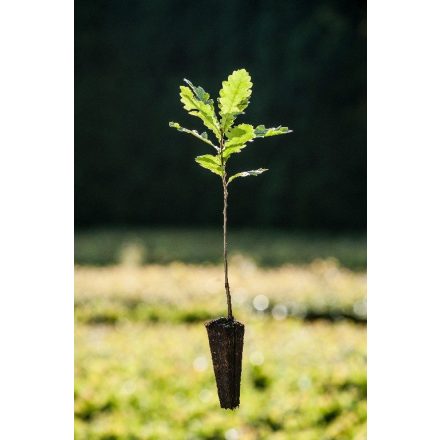 Miniatura - Quercus cerris (Dub cer) - QuickPot (QP)