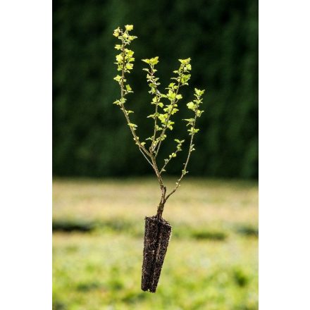 Miniatura - Ribes alpinum (Meruzalka alpská) - Quick Pot (QP)