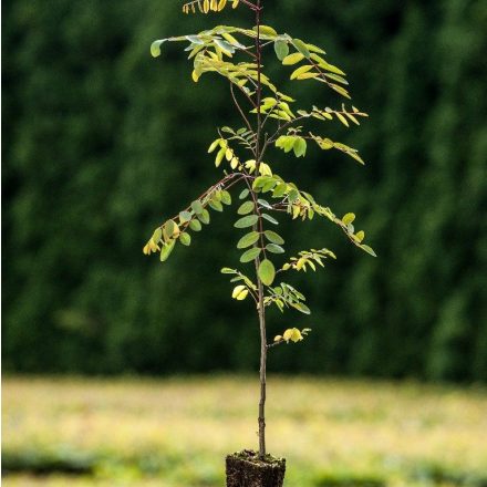 Foto Robinia pseudoacacia (Trnovník akát)