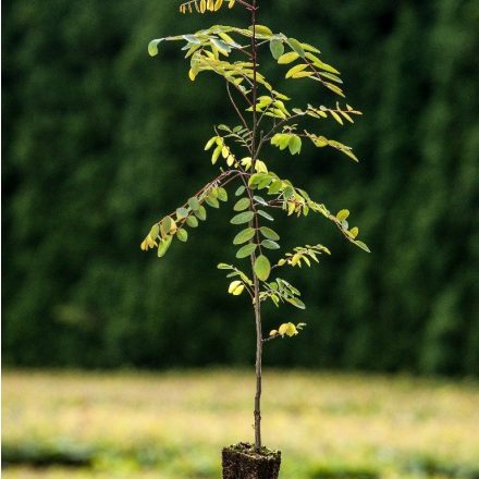Miniatura - Robinia pseudoacacia