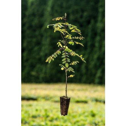 Miniatura - Robinia pseudoacacia (Trnovník akát) - Quick Pot (QP)