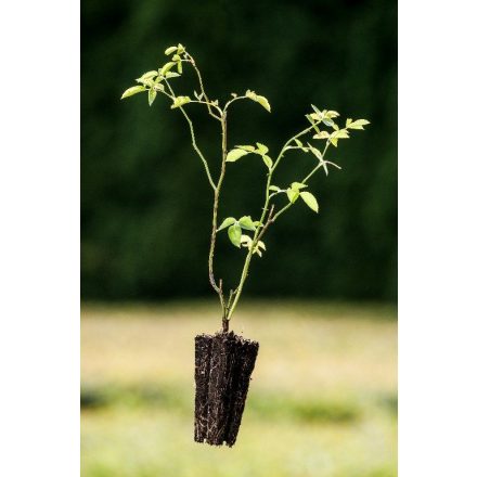 Miniatura - Rosa canina (Růže šípková) - Quick Pot (QP)