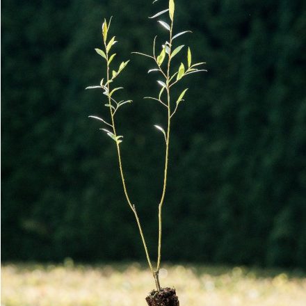 Miniatura - Salix alba