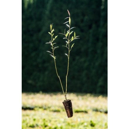 Miniatura - Salix alba (Vrba bílá) - Quick Pot (QP)
