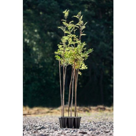 Miniatura - Sorbus aucuparia (Jeřáb ptačí) - Quick Pot 1,6 l (BM)