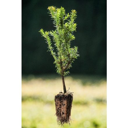 Miniatura - Taxus baccata (Tis obecný) - Quick Pot (QP)