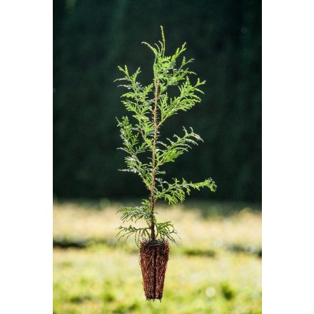 Miniatura - Thuja occidentalis (Zerav západní)