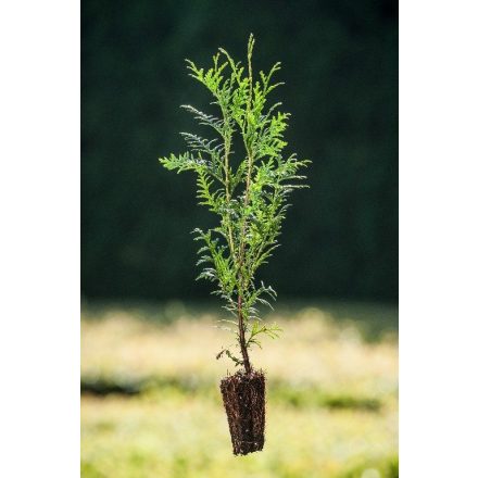 Miniatura - Thuja occidentalis (Zerav západní)