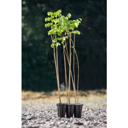 Miniatura - Tilia cordata (Lípa malolistá) - QuickPot 1,6 l (BM)