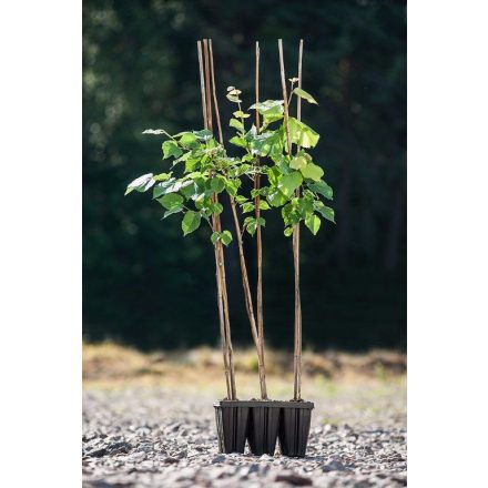 Miniatura - Tilia platyphyllos (Lípa velkolistá) - Quick Pot 1,6 l (BM)
