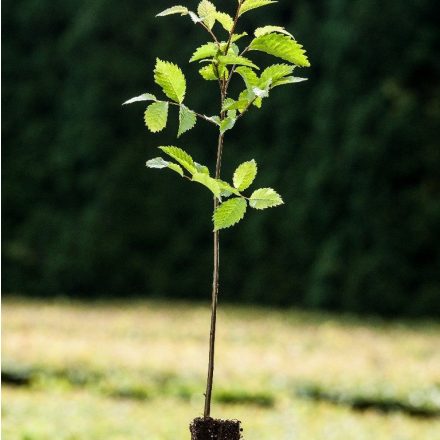 Miniatura - Ulmus laevis