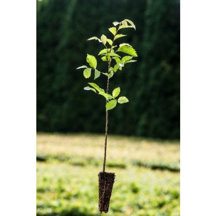 Miniatura - Ulmus laevis (Jilm vaz) - QuickPot (QP)