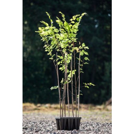 Miniatura - Ulmus laevis (Jilm vaz) - QuickPot 1,6 l (BM)