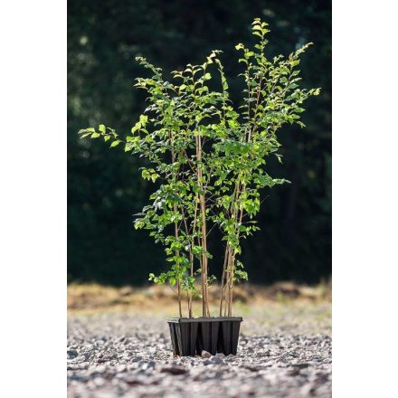 Miniatura - Ulmus minor (Jilm habrolistý) - QuickPot 1,6 l (BM)
