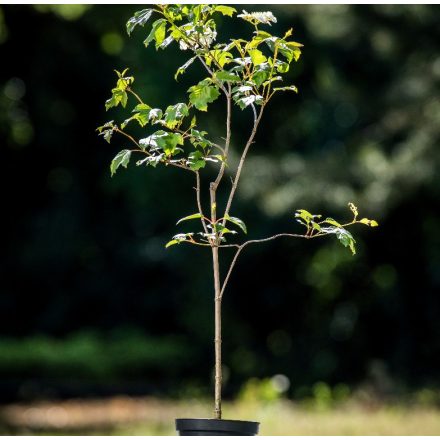 Foto Viburnum opulus (Kalina obecná)