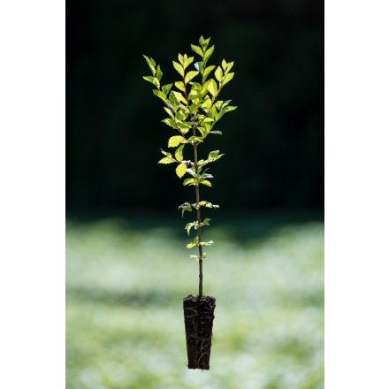 Miniatura - 