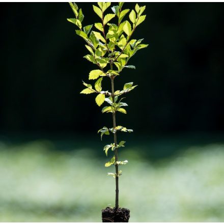 Foto Ulmus pumila (Jilm sibiřský)