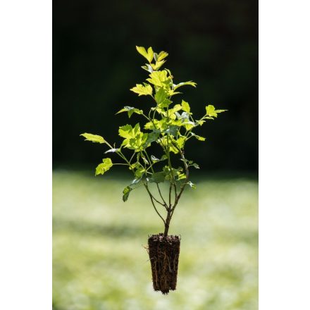 Miniatura - 