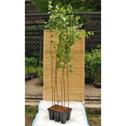 Miniatura - Betula pendula (Bříza bělokorá) - QuickPot 1,6 l (QP)