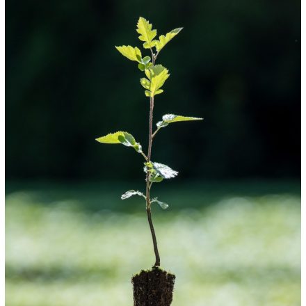 Foto Sorbus intermedia (Jeřáb prostřední)