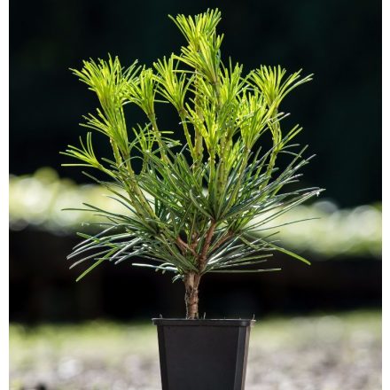 Foto Sciadopitys verticillata (Pajehličník přeslenitý)