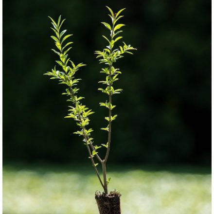 Foto Ligustrum vulgare Compacta (Ptačí zob obecný Compacta)