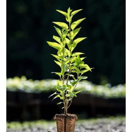 Foto Syringa vulgaris (Šeřík obecný)