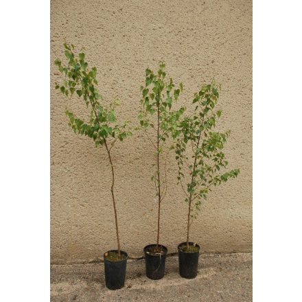 Miniatura - Betula pendula (Bříza bělokorá) - kontejner 5 l