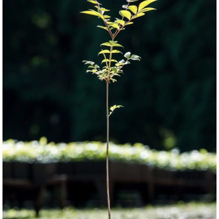 Foto Phellodendron amurense (Korkovník amurský)
