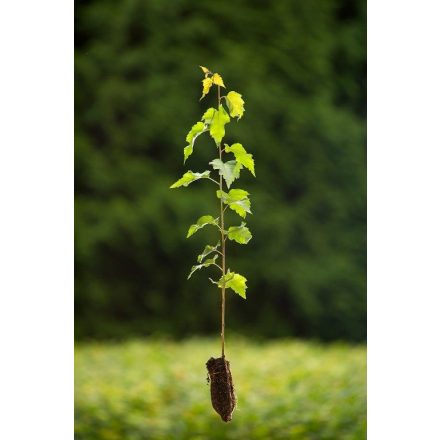 Miniatura - Betula pendula (Bříza bělokorá) - QuickPot (QP)
