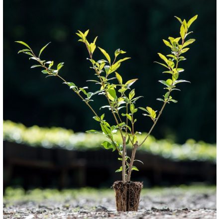 Foto Forsythia x intermedia (Zlatice prostřední)