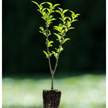 Foto Ligustrum ovalifolium (Ptačí zob vejčitolistý)