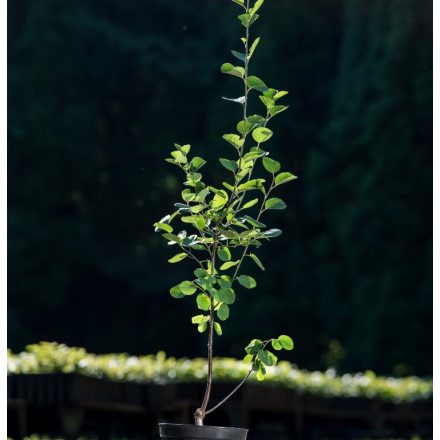 Foto Amelanchier alnifolia Martin (Muchovník olšolistý Martin)