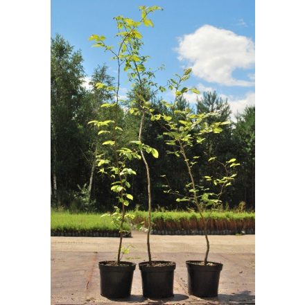 Miniatura - Carpinus betulus (Habr obecný) - kontejner 5 l