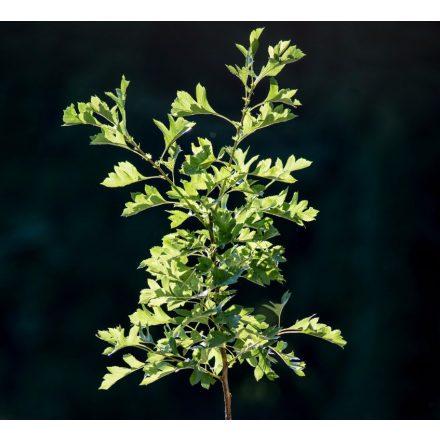 Foto Crataegus pinnatifida raný (Hloh peřenoklaný raný)