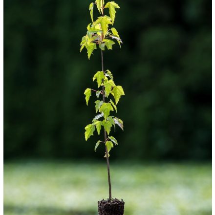 Miniatura - Acer ginnala
