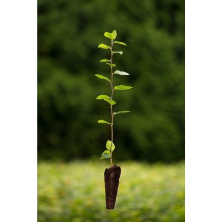 Miniatura - Carpinus betulus (Habr obecný) - QuickPot (QP)