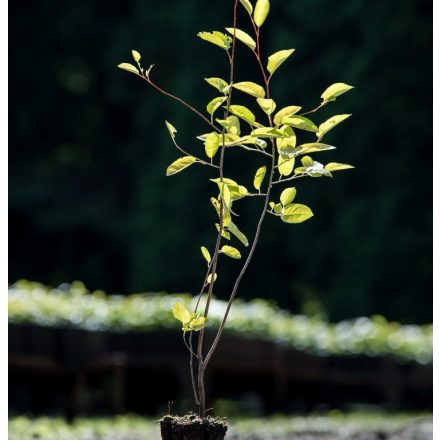 Foto Amelanchier lamarckii (Muchovník Lamarckův)