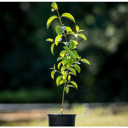 Foto Cornus sanguinea (Svída krvavá)