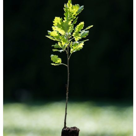 Miniatura - Quercus pubescens