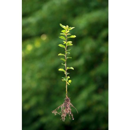 Miniatura - Carpinus betulus (Habr obecný) - prostokořenný
